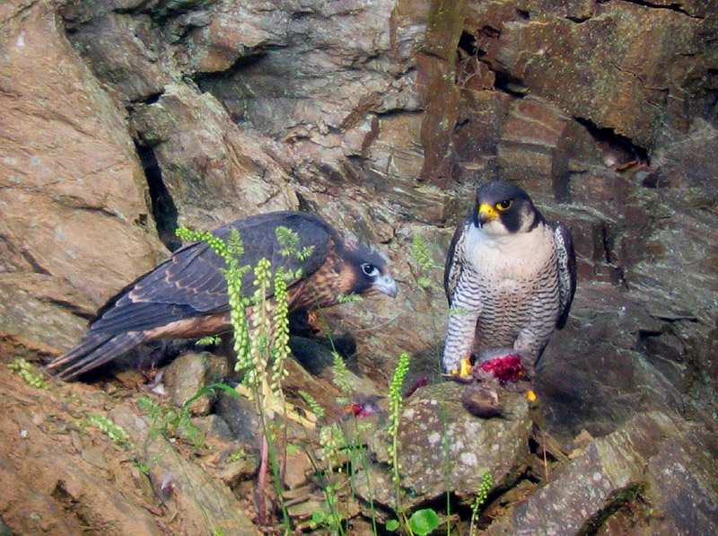 Peregrine Falcon